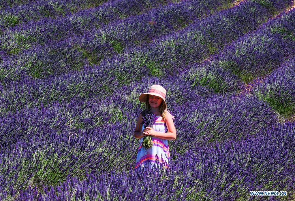 Lavender blossoms in Valensole, France