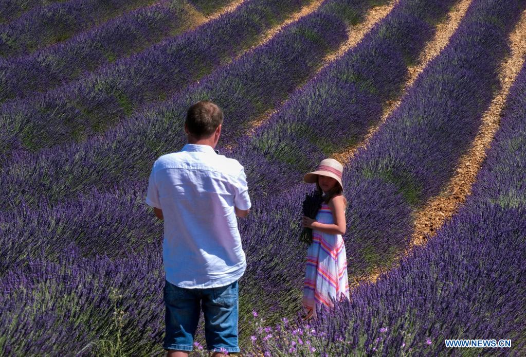 Lavender blossoms in Valensole, France