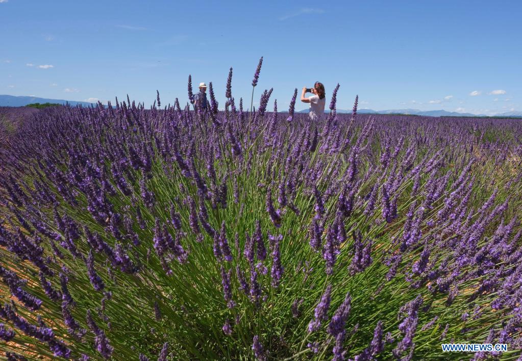 Lavender blossoms in Valensole, France