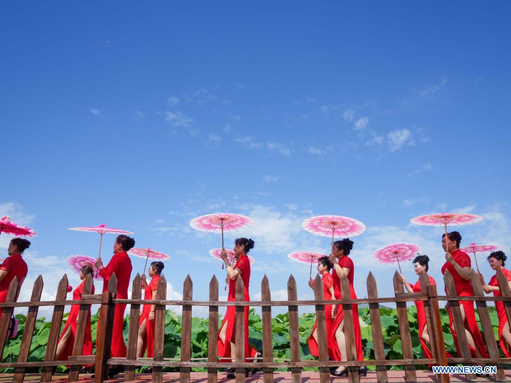 Scenery of lotus ponds in Jinan, Shandong