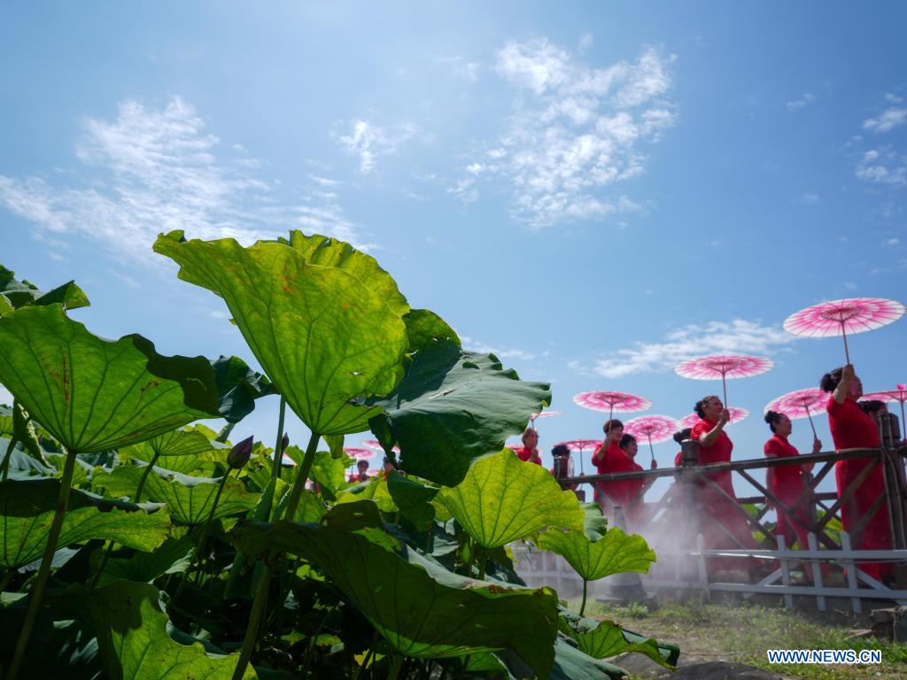 Scenery of lotus ponds in Jinan, Shandong