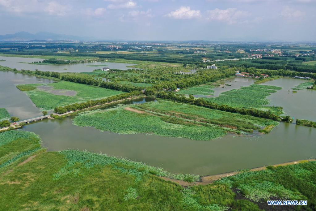 Scenery of lotus ponds in Jinan, Shandong