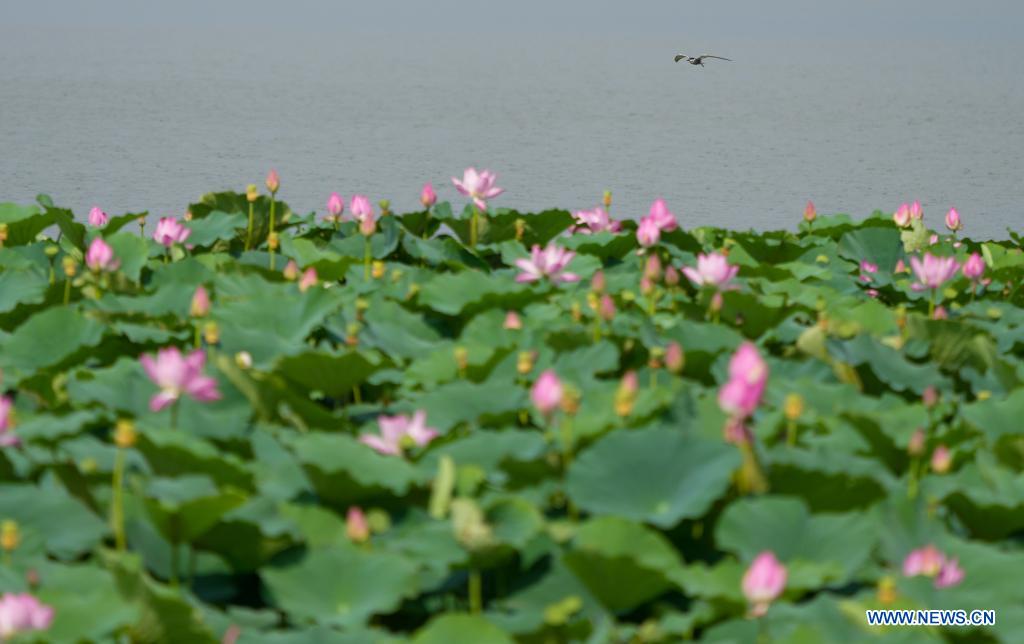 Scenery of lotus ponds in Jinan, Shandong