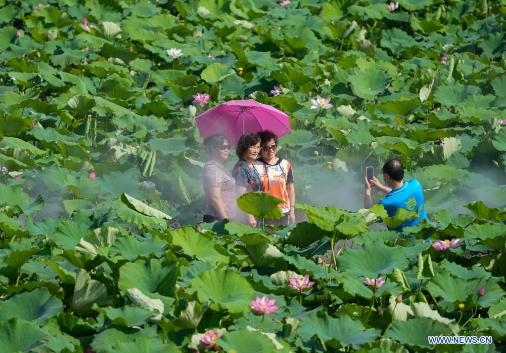 Scenery of lotus ponds in Jinan, Shandong