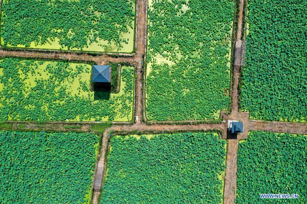 Scenery of lotus ponds in Jinan, Shandong