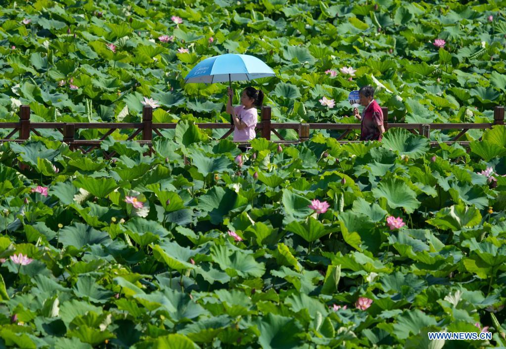 Scenery of lotus ponds in Jinan, Shandong