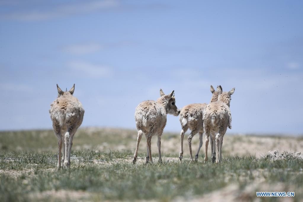 Rescued Tibetan antelopes released into the wild in Hoh Xil