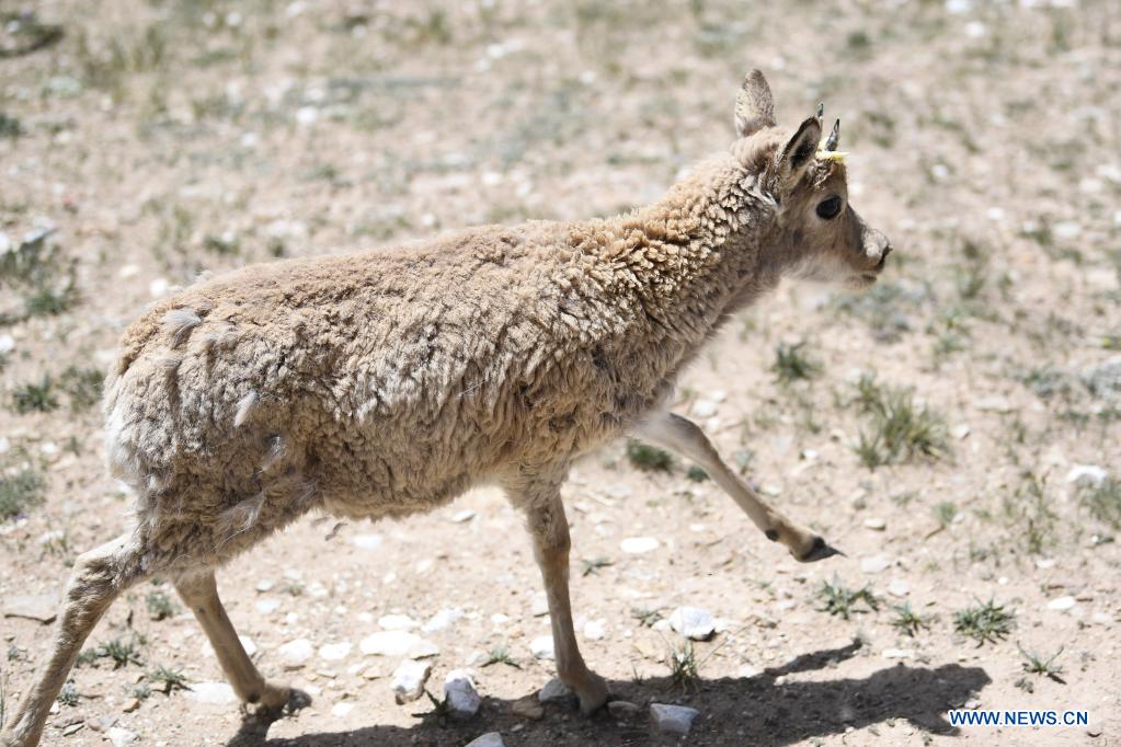 Rescued Tibetan antelopes released into the wild in Hoh Xil