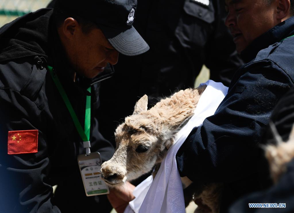 Rescued Tibetan antelopes released into the wild in Hoh Xil