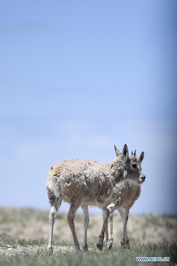 Rescued Tibetan antelopes released into the wild in Hoh Xil