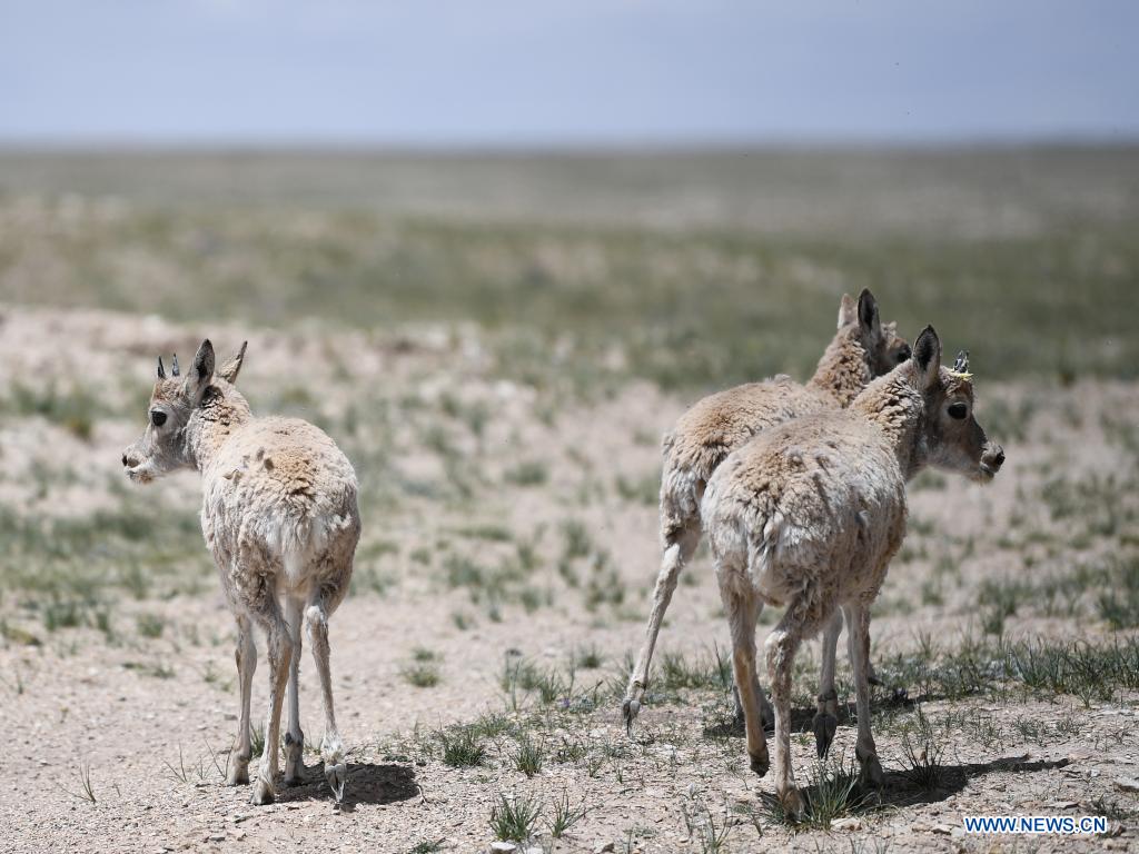 Rescued Tibetan antelopes released into the wild in Hoh Xil