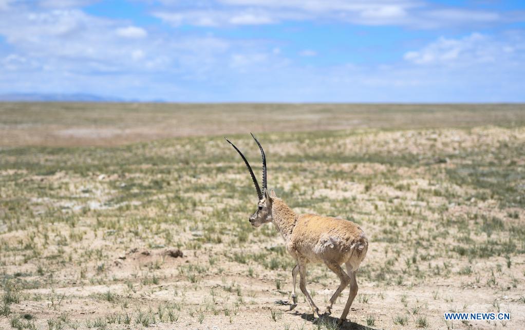 Rescued Tibetan antelopes released into the wild in Hoh Xil