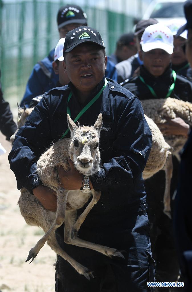 Rescued Tibetan antelopes released into the wild in Hoh Xil