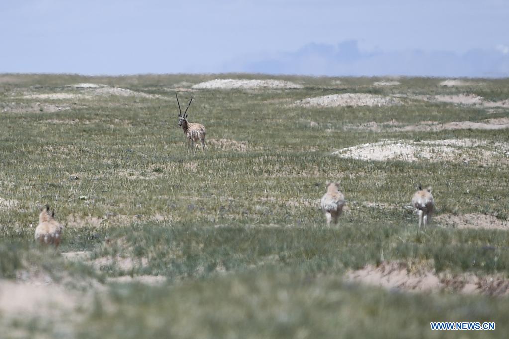 Rescued Tibetan antelopes released into the wild in Hoh Xil