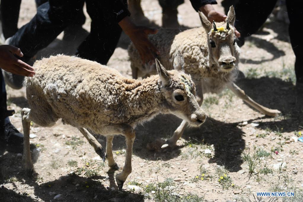 Rescued Tibetan antelopes released into the wild in Hoh Xil