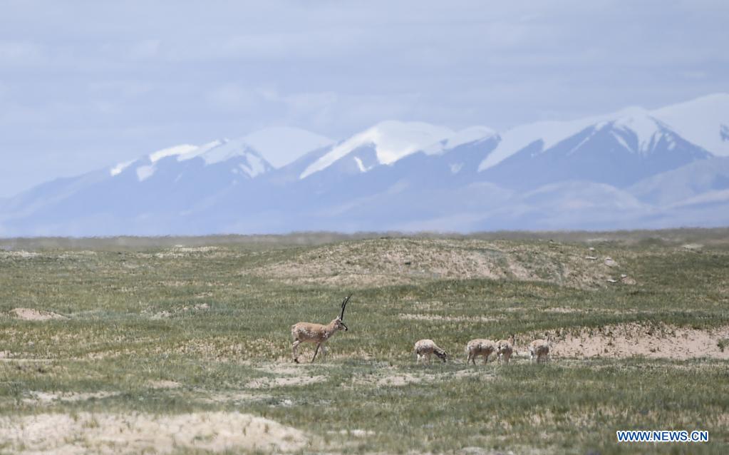 Rescued Tibetan antelopes released into the wild in Hoh Xil