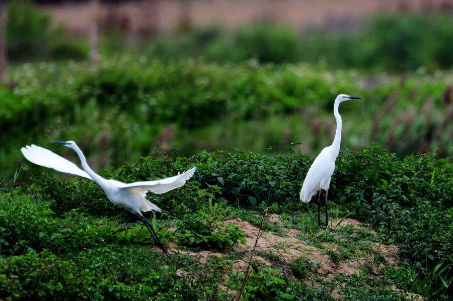 Xiplomacy: Xi promotes global efforts towards building a shared future for all life