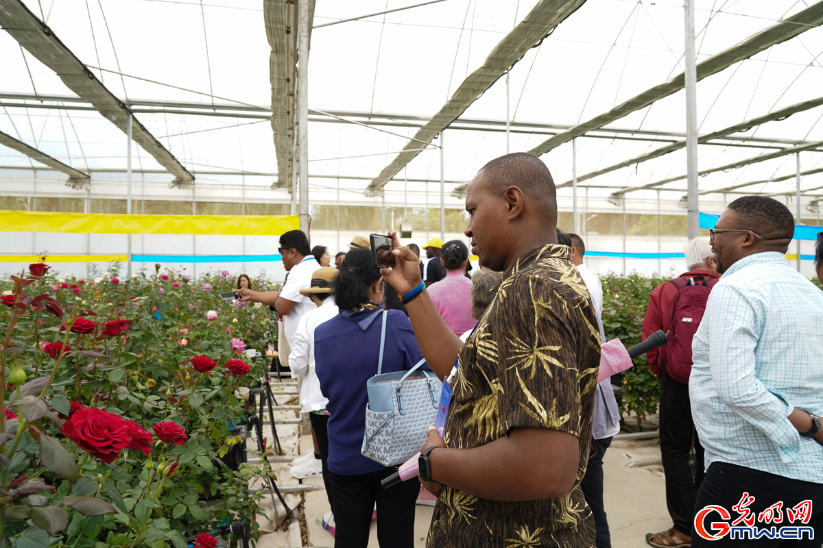 Flourishing rose industry: Delegations explore Jinning District in SW China