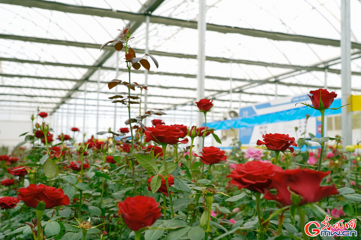 Flourishing rose industry: Delegations explore Jinning District in SW China