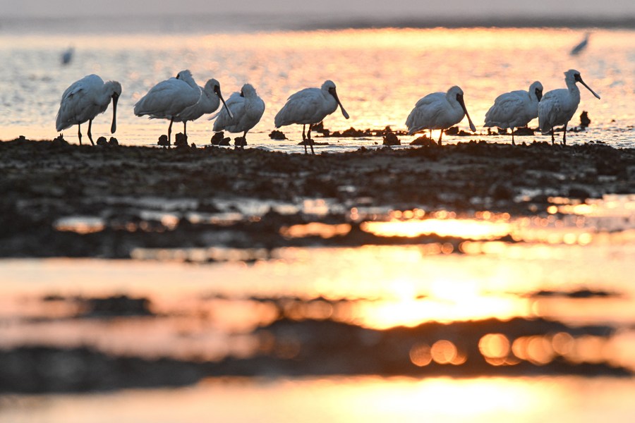 Migratory bird conservation enriches vision of shared future for all