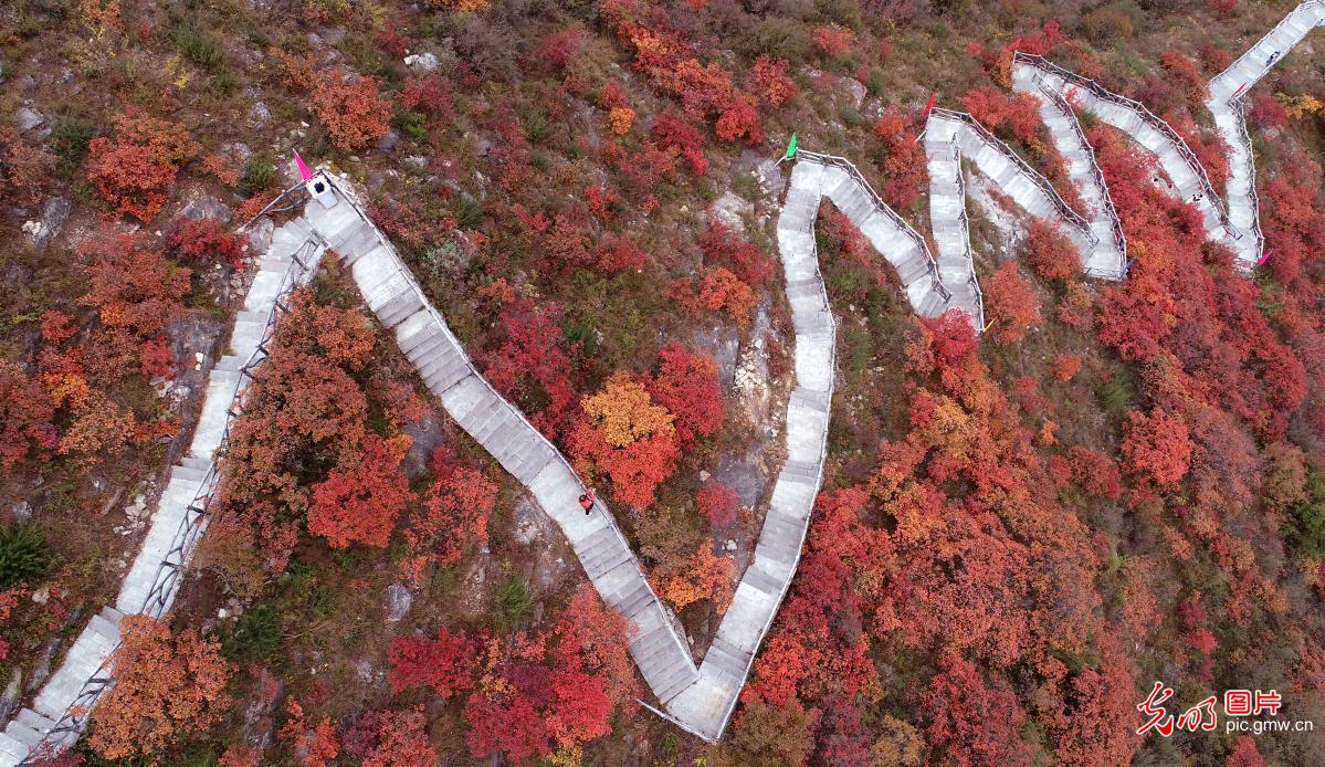 Red leaves dyeing Taihang Mountain, creates picturesque autumn painting