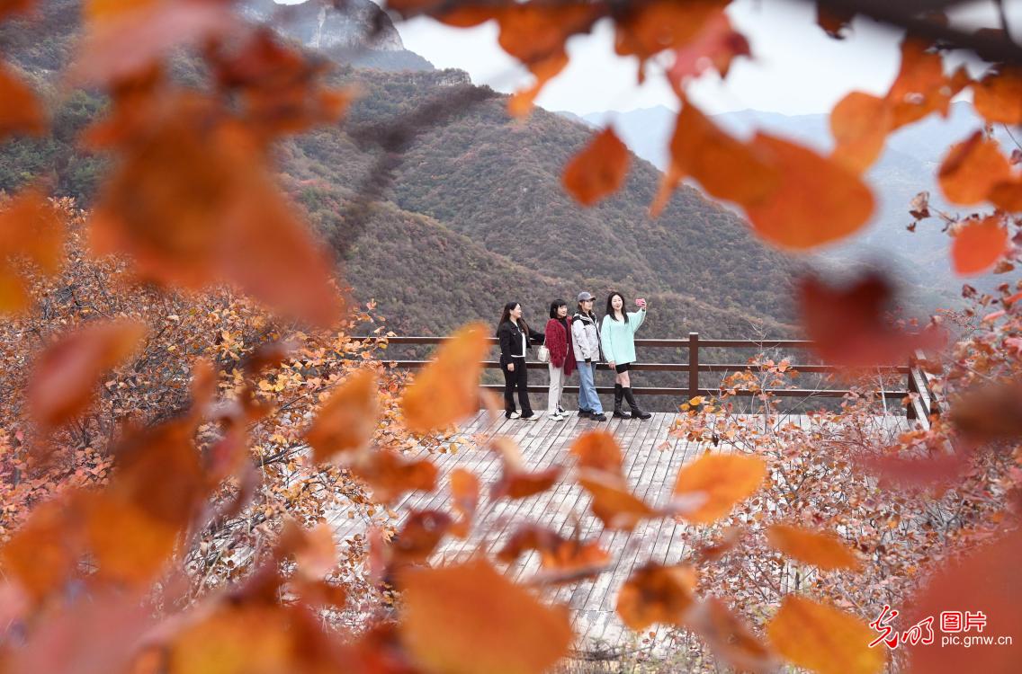 Red leaves dyeing Taihang Mountain, creates picturesque autumn painting