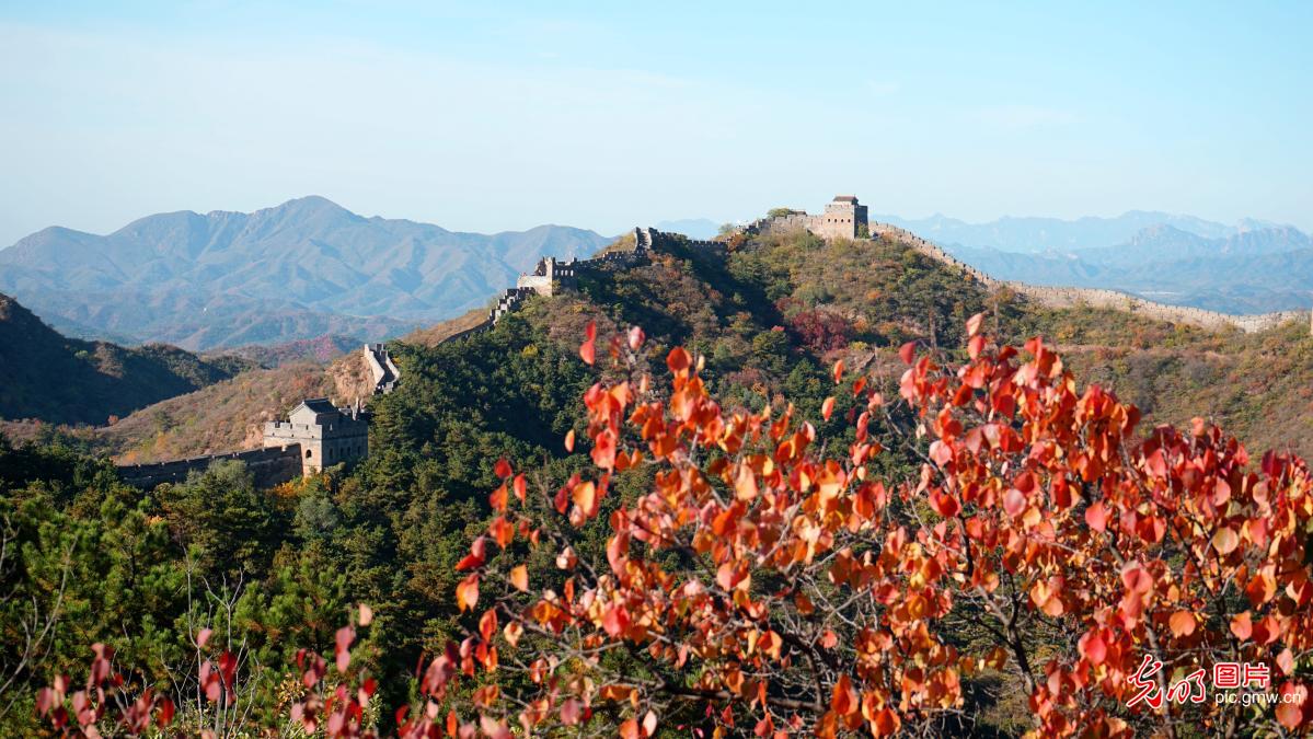 Luanping County of N China’s Hebei: Autumn colors in full swing at Jinshanling Great Wall