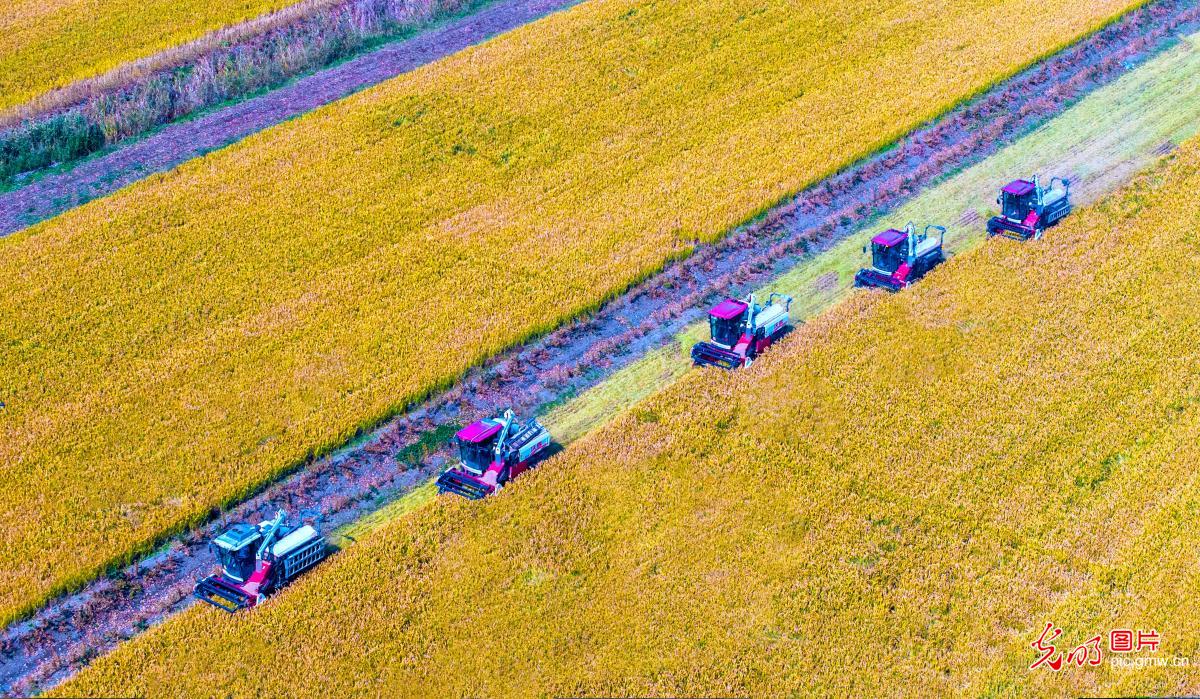 Farmers seize fine weather to harvest autumn rice in E China's Jiangsu