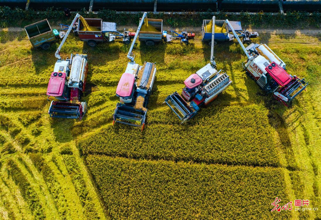 Farmers seize fine weather to harvest autumn rice in E China's Jiangsu