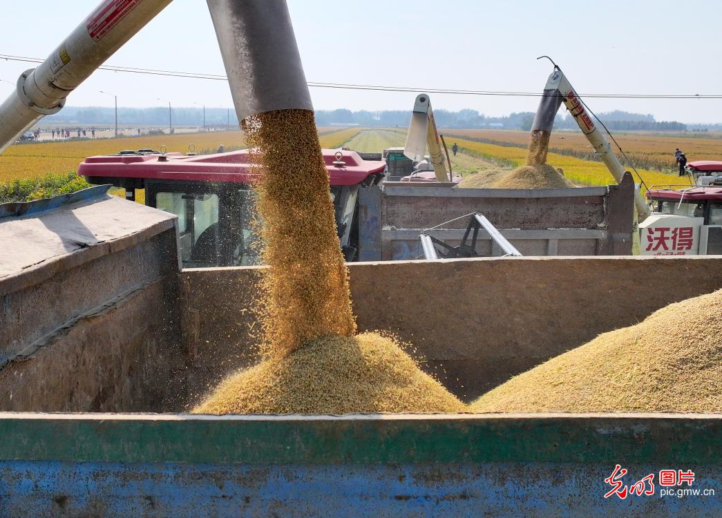 Farmers seize fine weather to harvest autumn rice in E China's Jiangsu