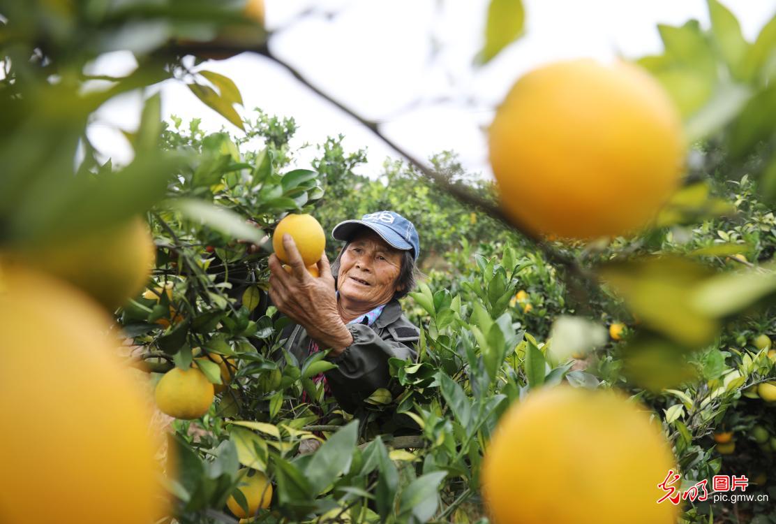 Navel orange enters harvest season in C China's Hunan
