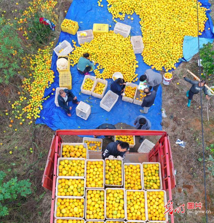 Navel orange enters harvest season in C China's Hunan