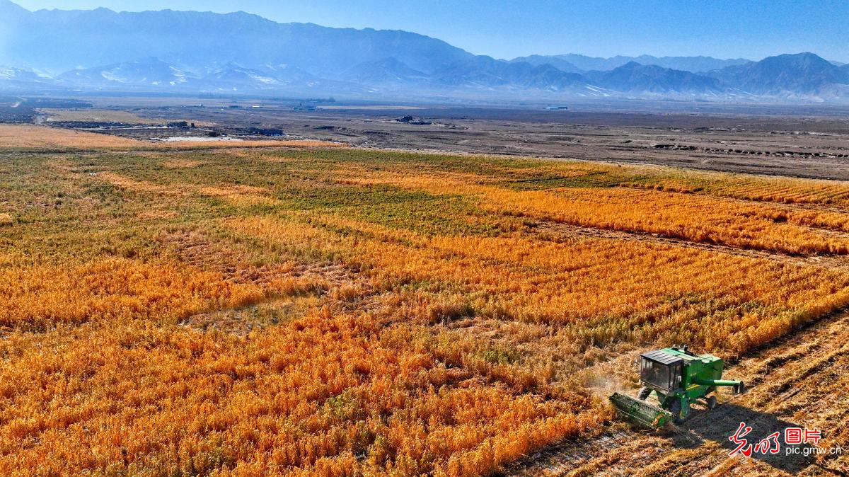Millet harvested in NW China's Gansu