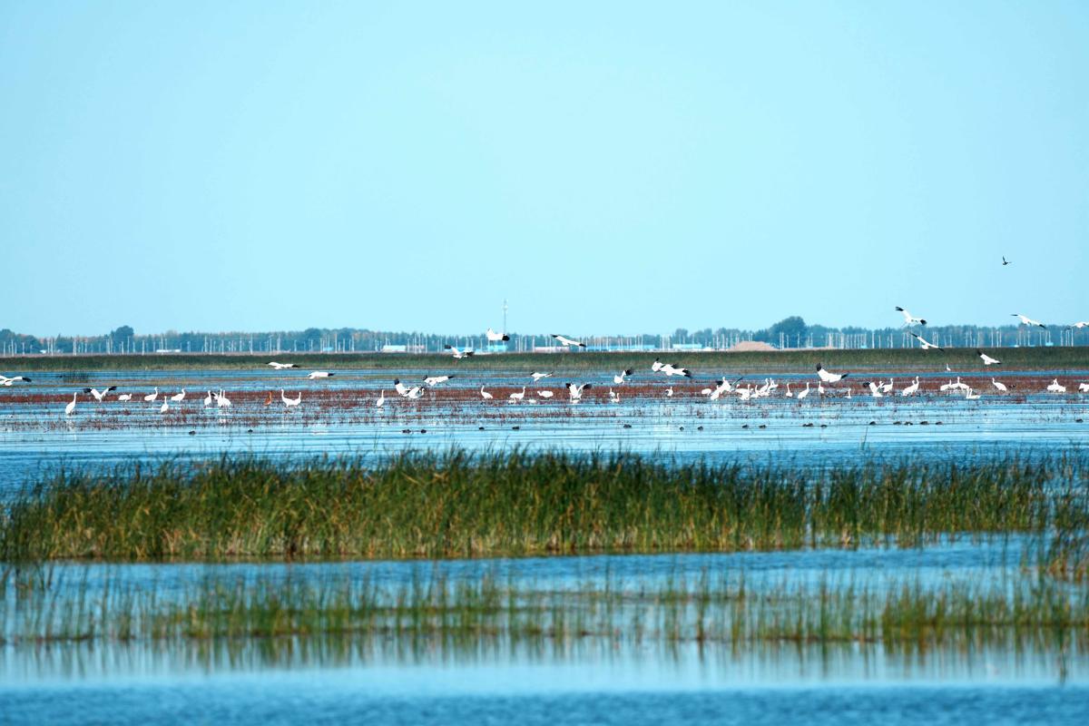 Rare migratory birds flock to Jilin wetlands