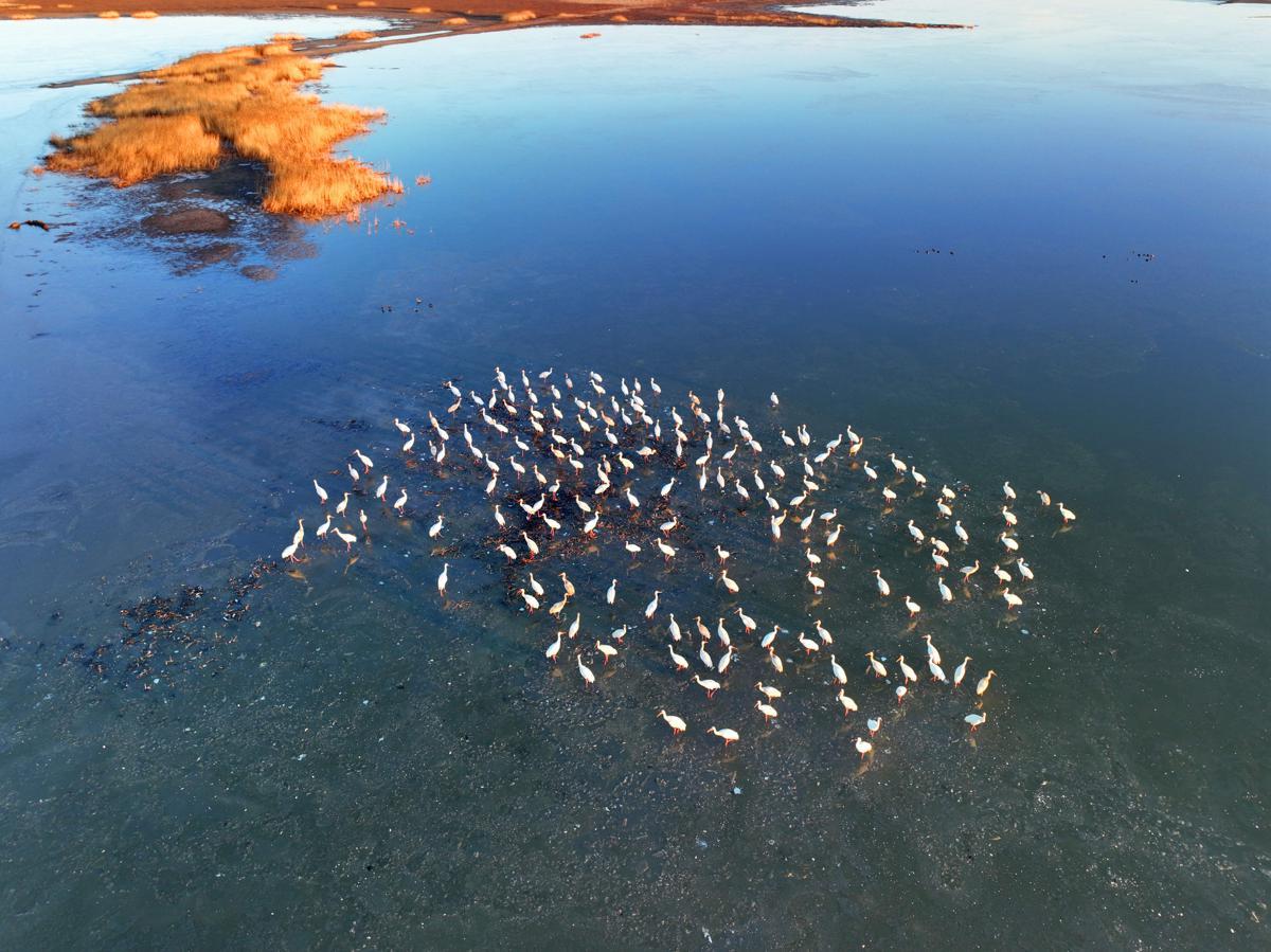 Rare migratory birds flock to Jilin wetlands