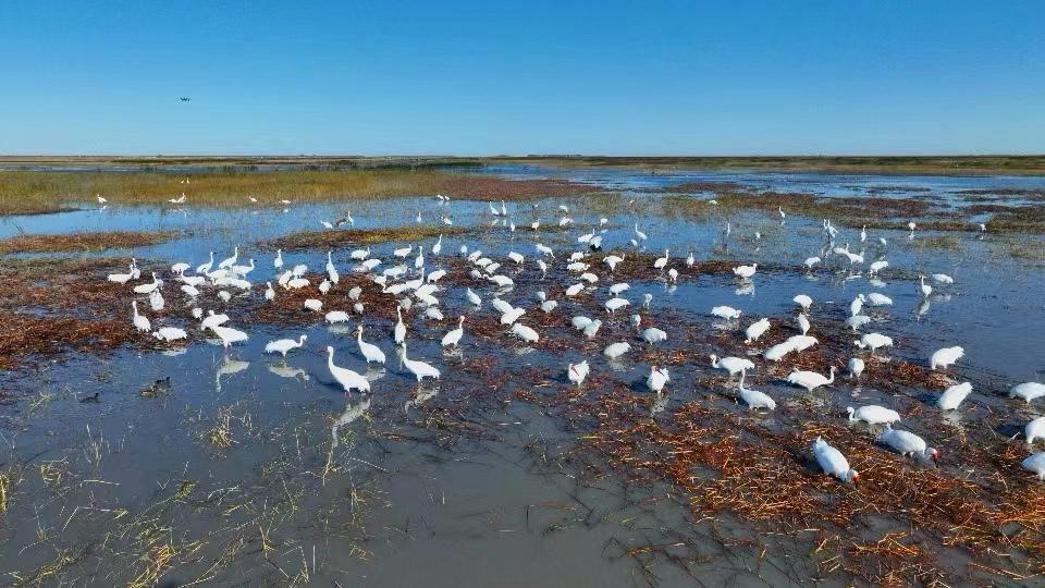 Rare migratory birds flock to Jilin wetlands