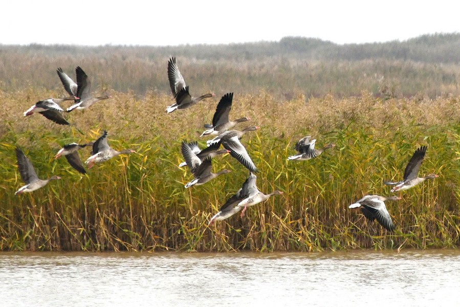 China employs tech to safeguard int'l bird migration