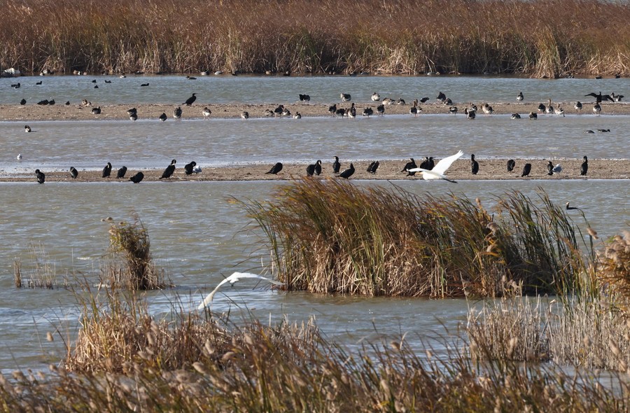 China employs tech to safeguard int'l bird migration