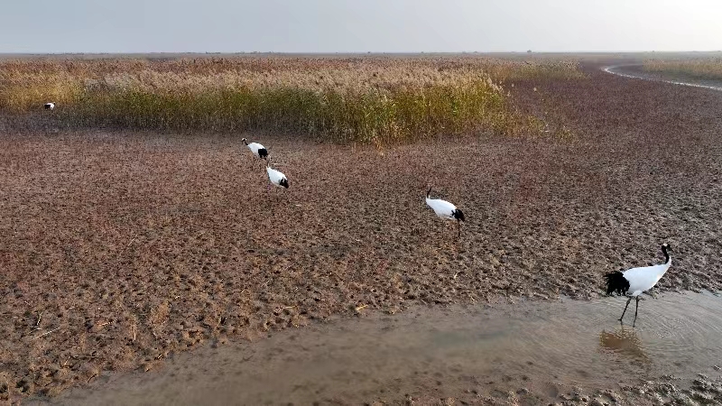 China employs tech to safeguard int'l bird migration