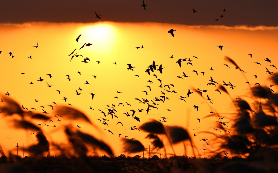 China employs tech to safeguard int'l bird migration