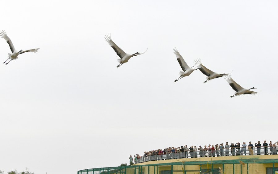 China employs tech to safeguard int'l bird migration