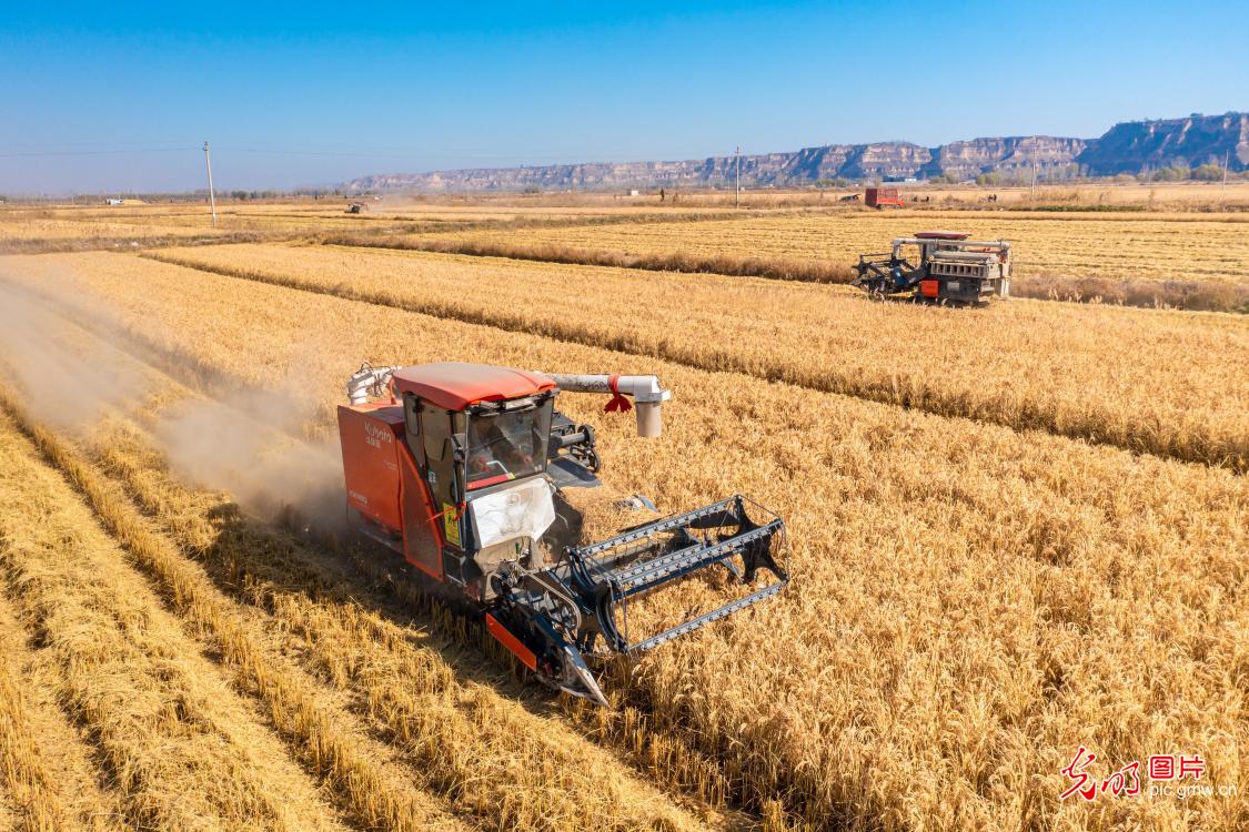 Rice on Yellow River beach ushers harvest season