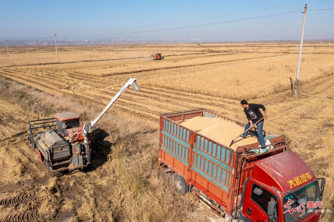 Rice on Yellow River beach ushers harvest season