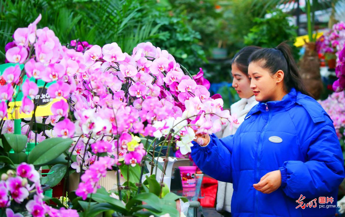 Phalaenopsis sees pre-holiday sales peak in China’s Xinjiang