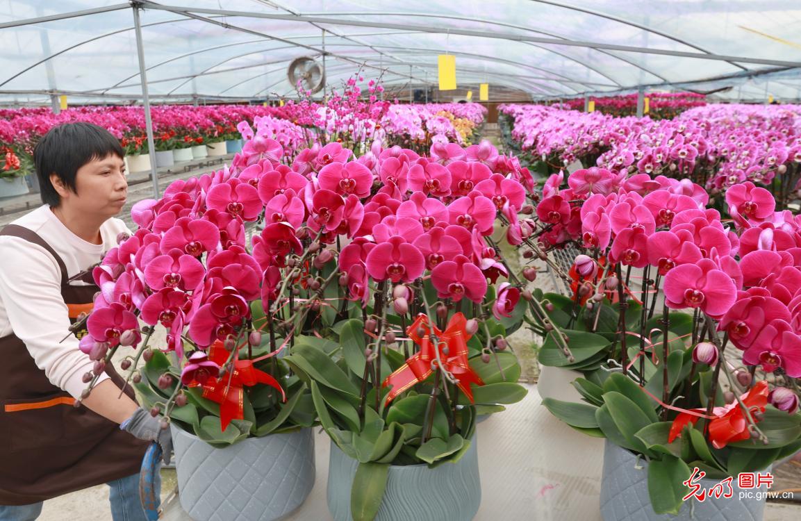 Phalaenopsis sees pre-holiday sales peak in China’s Xinjiang