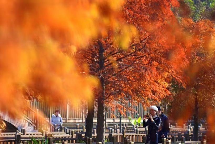 Bald cypress trees turn vibrant red, delighting visitors in Xiamen parks