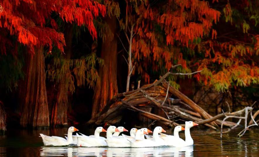 Bald cypress trees turn vibrant red, delighting visitors in Xiamen parks