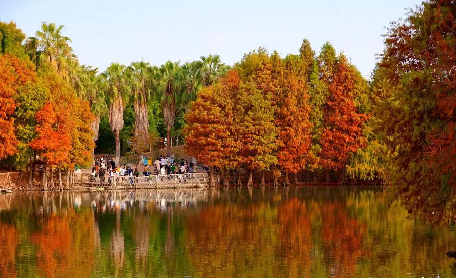 Bald cypress trees turn vibrant red, delighting visitors in Xiamen parks