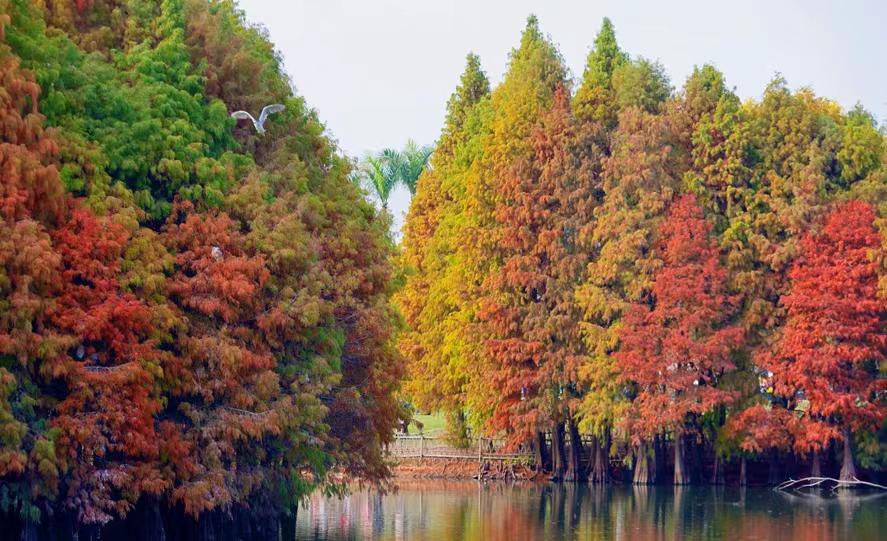 Bald cypress trees turn vibrant red, delighting visitors in Xiamen parks