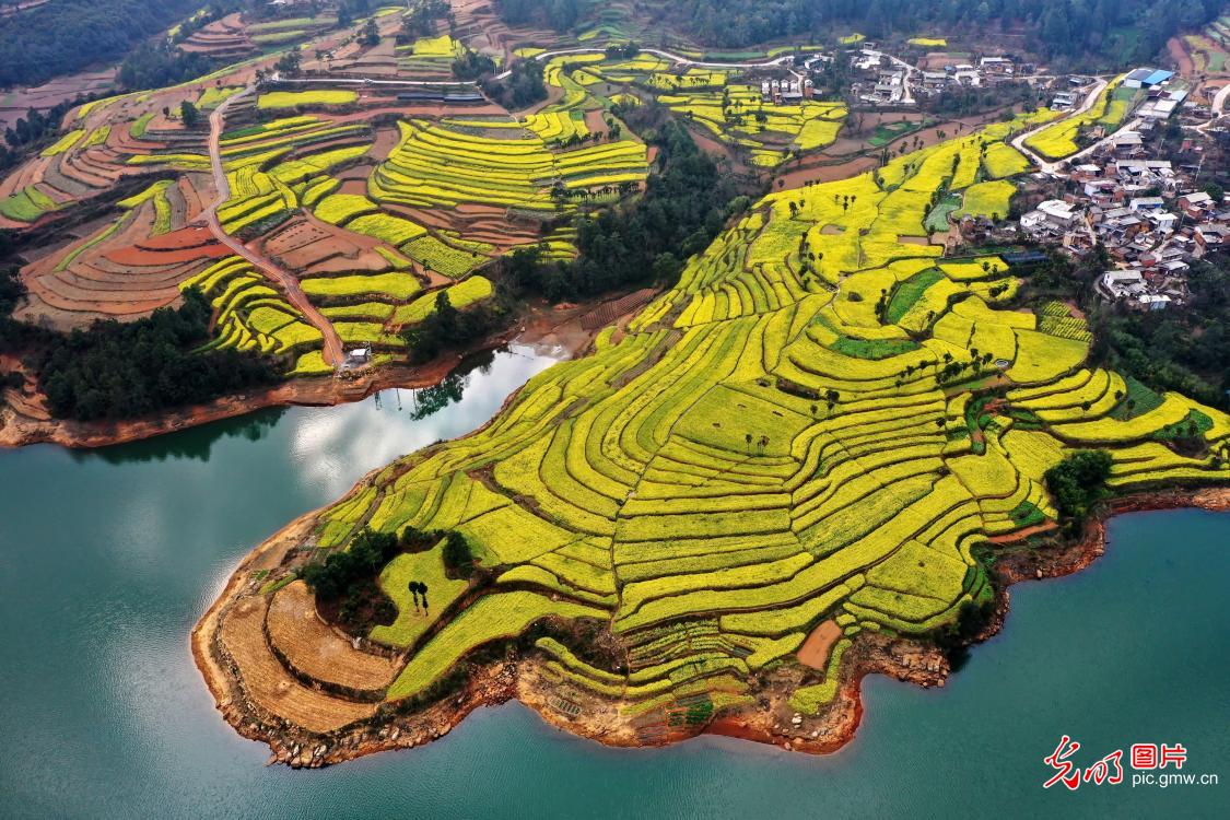 Rapeseed flowers bllom in SW China's Yunnan